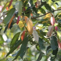 Pterygota thwaitesii (Mast.) Alston